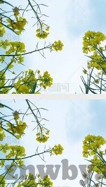 麻豆短视频app官网地址-麻豆短视频，解开数字娱乐新篇章的密钥